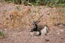 gal/Voyages/France/Cote_Azur/Zoo_de_Frejus/_thb_IMG_5440.JPG