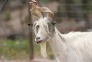 gal/Voyages/France/Cote_Azur/Zoo_de_Frejus/_thb_IMG_5441.JPG