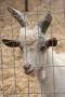 gal/Voyages/France/Cote_Azur/Zoo_de_Frejus/_thb_IMG_5442.JPG