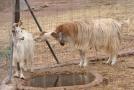 gal/Voyages/France/Cote_Azur/Zoo_de_Frejus/_thb_IMG_5444.JPG