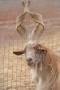 gal/Voyages/France/Cote_Azur/Zoo_de_Frejus/_thb_IMG_5445.JPG