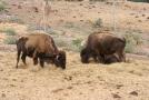 gal/Voyages/France/Cote_Azur/Zoo_de_Frejus/_thb_IMG_5447.JPG