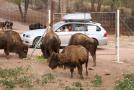 gal/Voyages/France/Cote_Azur/Zoo_de_Frejus/_thb_IMG_5450.JPG