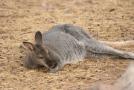 gal/Voyages/France/Cote_Azur/Zoo_de_Frejus/_thb_IMG_5451.JPG