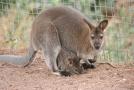gal/Voyages/France/Cote_Azur/Zoo_de_Frejus/_thb_IMG_5453.JPG