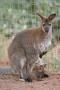 gal/Voyages/France/Cote_Azur/Zoo_de_Frejus/_thb_IMG_5456.JPG