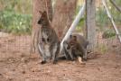 gal/Voyages/France/Cote_Azur/Zoo_de_Frejus/_thb_IMG_5457.JPG