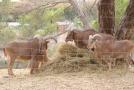 gal/Voyages/France/Cote_Azur/Zoo_de_Frejus/_thb_IMG_5463.JPG