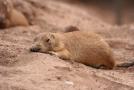 gal/Voyages/France/Cote_Azur/Zoo_de_Frejus/_thb_IMG_5471.JPG