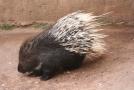 gal/Voyages/France/Cote_Azur/Zoo_de_Frejus/_thb_IMG_5478.JPG