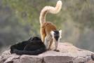 gal/Voyages/France/Cote_Azur/Zoo_de_Frejus/_thb_IMG_5482.JPG