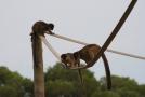 gal/Voyages/France/Cote_Azur/Zoo_de_Frejus/_thb_IMG_5486.JPG