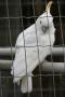 gal/Voyages/France/Cote_Azur/Zoo_de_Frejus/_thb_IMG_5501.JPG