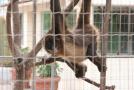 gal/Voyages/France/Cote_Azur/Zoo_de_Frejus/_thb_IMG_5512.JPG