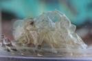 gal/Voyages/France/Cote_Azur/Zoo_de_Frejus/_thb_IMG_5522.JPG
