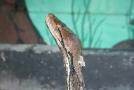 gal/Voyages/France/Cote_Azur/Zoo_de_Frejus/_thb_IMG_5526.JPG
