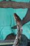 gal/Voyages/France/Cote_Azur/Zoo_de_Frejus/_thb_IMG_5528.JPG