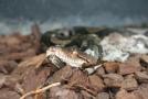 gal/Voyages/France/Cote_Azur/Zoo_de_Frejus/_thb_IMG_5531.JPG