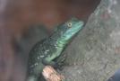 gal/Voyages/France/Cote_Azur/Zoo_de_Frejus/_thb_IMG_5534.JPG