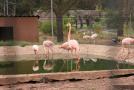 gal/Voyages/France/Cote_Azur/Zoo_de_Frejus/_thb_IMG_5537.JPG