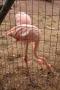 gal/Voyages/France/Cote_Azur/Zoo_de_Frejus/_thb_IMG_5538.JPG