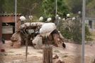 gal/Voyages/France/Cote_Azur/Zoo_de_Frejus/_thb_IMG_5539.JPG