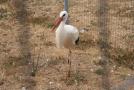 gal/Voyages/France/Cote_Azur/Zoo_de_Frejus/_thb_IMG_5543.JPG