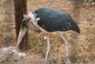 gal/Voyages/France/Cote_Azur/Zoo_de_Frejus/_thb_IMG_5546.JPG