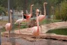 gal/Voyages/France/Cote_Azur/Zoo_de_Frejus/_thb_IMG_5547.JPG