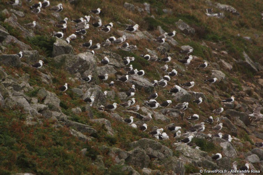 gal/Voyages/France/Pointe_du_Raz/Pointe_du_Raz_Bretagne075.jpg