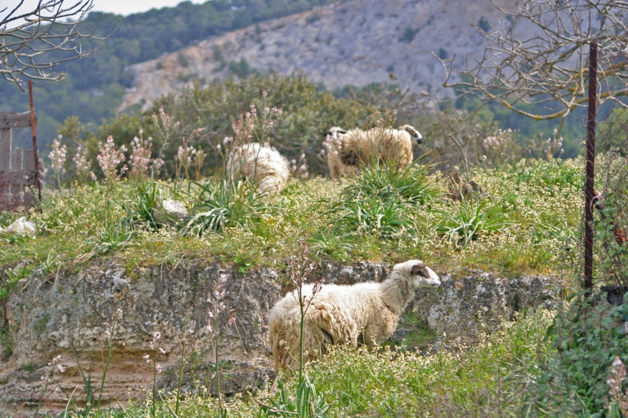 gal/Voyages/Greece/Egine/IMG_5825.JPG