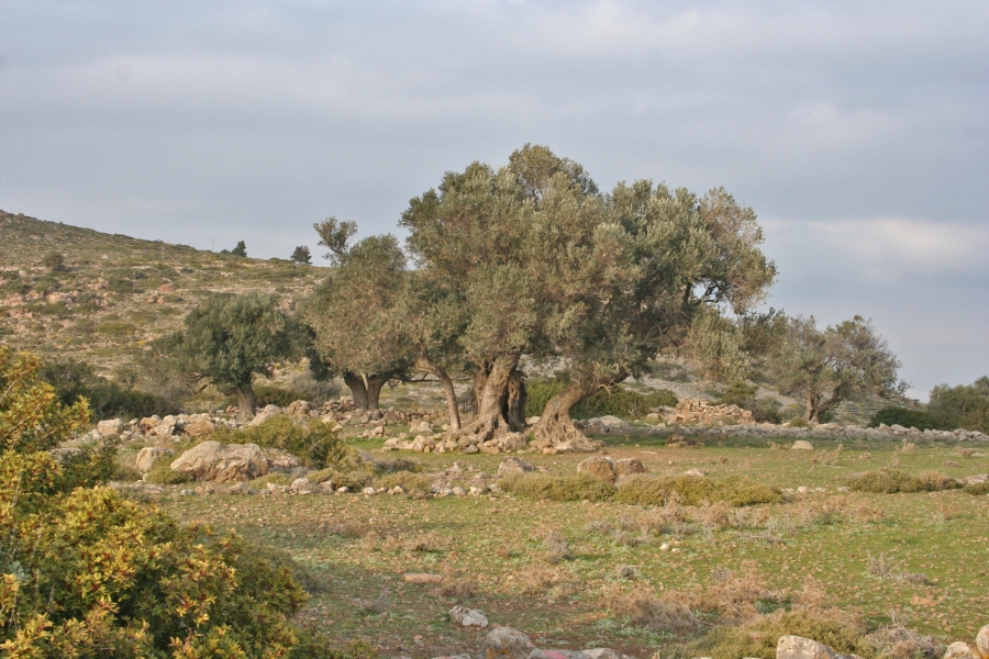 gal/Voyages/Greece/Egine/IMG_6018.JPG