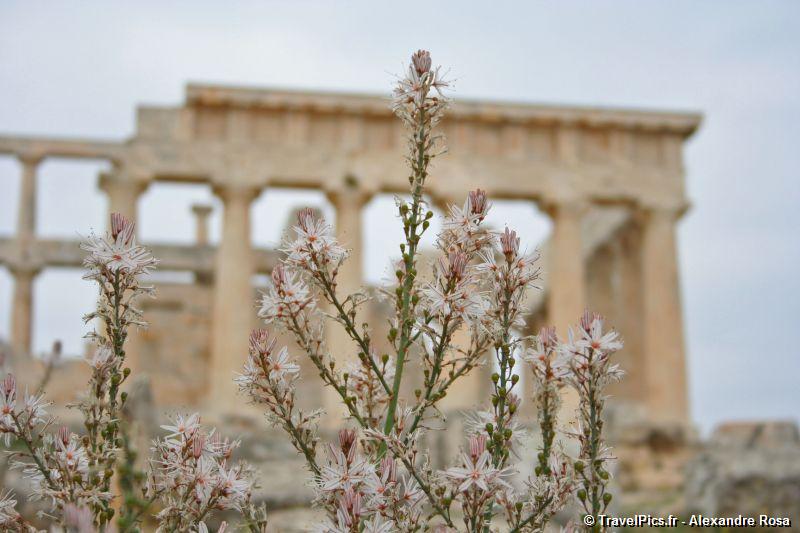 gal/Voyages/Greece/Egine/Temple_Aphaia/Egine_Temple_Afaia68.jpg