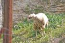 gal/Voyages/Greece/Egine/_thb_IMG_5823.JPG
