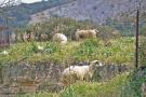 gal/Voyages/Greece/Egine/_thb_IMG_5825.JPG