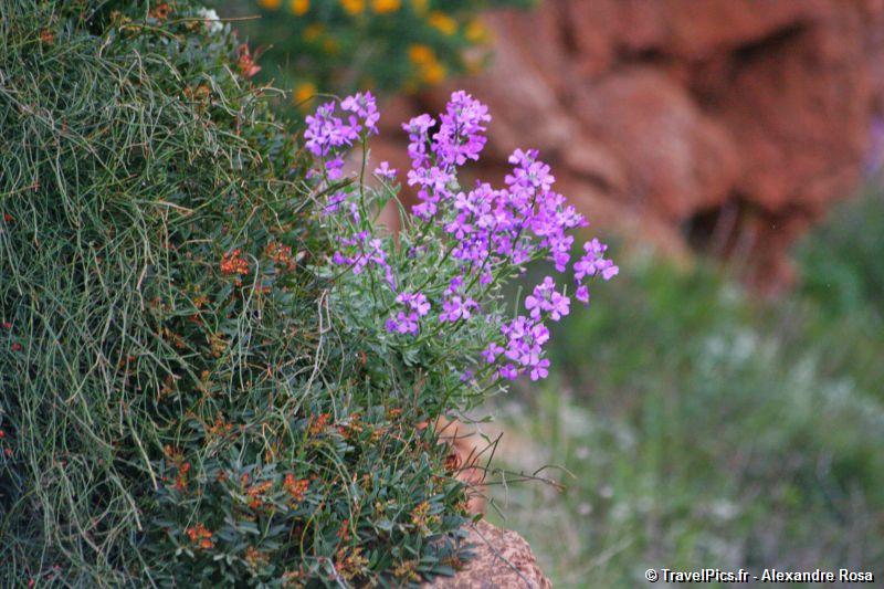 gal/Voyages/Greece/Sounion/Cap_Sounion_Temple_Poseidon_Greece052.jpg