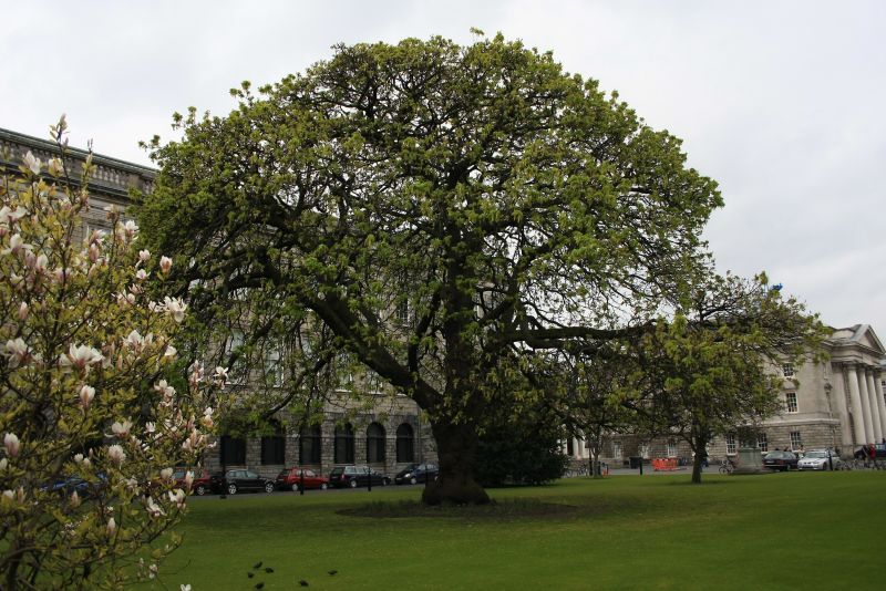 gal/Voyages/Ireland/Dublin/Trinity_College/IMG_4478.JPG
