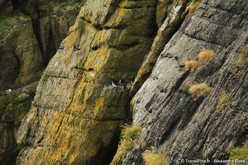 gal/Voyages/Ireland/Skellig_Islands/Skellig_Michael_Islands_monastery_Ireland086.jpg