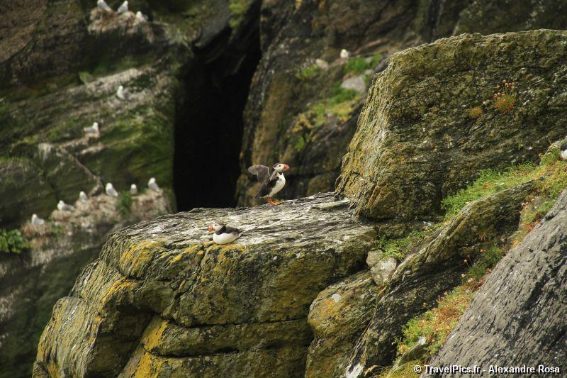 gal/Voyages/Ireland/Skellig_Islands/Skellig_Michael_Islands_monastery_Ireland087.jpg