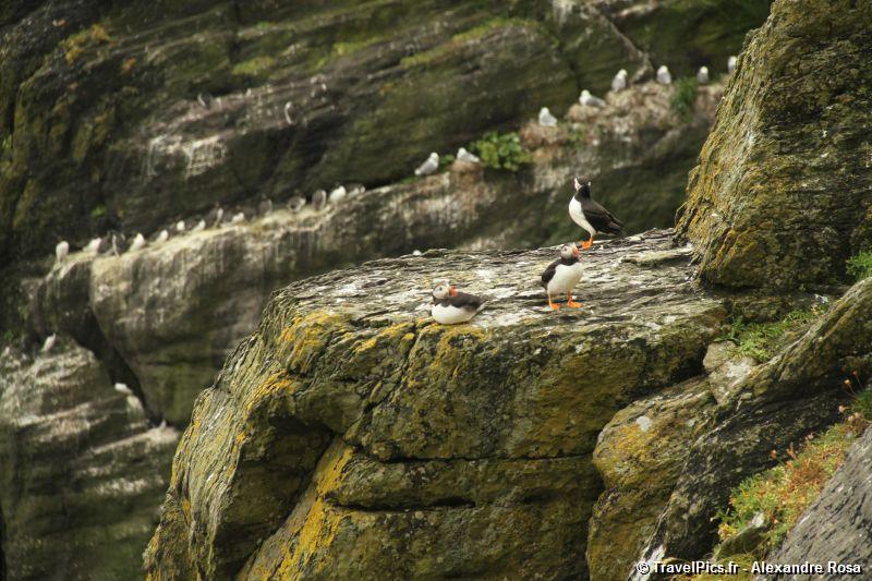 gal/Voyages/Ireland/Skellig_Islands/Skellig_Michael_Islands_monastery_Ireland089.jpg