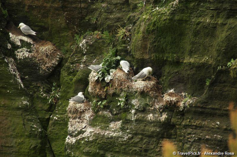 gal/Voyages/Ireland/Skellig_Islands/Skellig_Michael_Islands_monastery_Ireland115.jpg