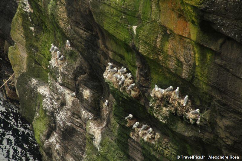 gal/Voyages/Ireland/Skellig_Islands/Skellig_Michael_Islands_monastery_Ireland118.jpg