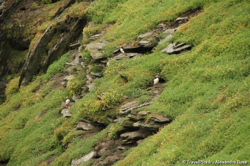 gal/Voyages/Ireland/Skellig_Islands/Skellig_Michael_Islands_monastery_Ireland154.jpg