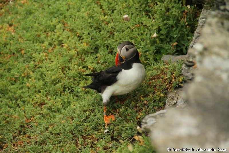 gal/Voyages/Ireland/Skellig_Islands/Skellig_Michael_Islands_monastery_Ireland159.jpg