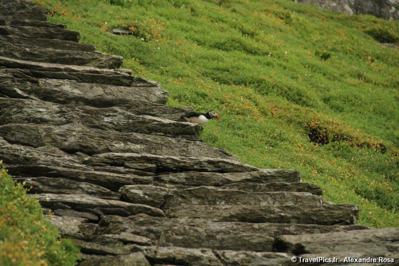 gal/Voyages/Ireland/Skellig_Islands/Skellig_Michael_Islands_monastery_Ireland166.jpg