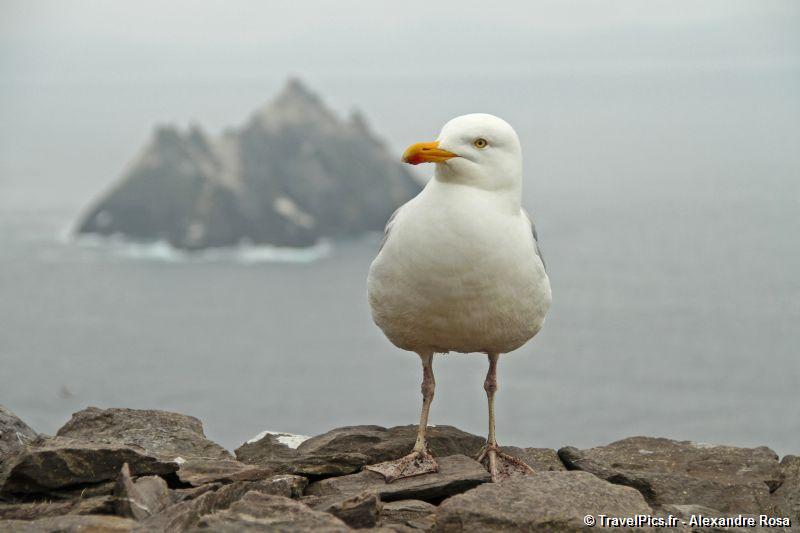 gal/Voyages/Ireland/Skellig_Islands/Skellig_Michael_Islands_monastery_Ireland214.jpg
