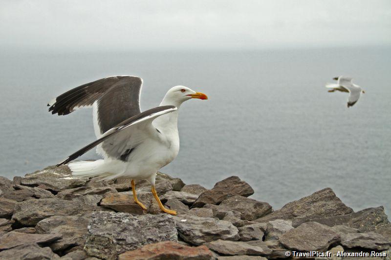 gal/Voyages/Ireland/Skellig_Islands/Skellig_Michael_Islands_monastery_Ireland216.jpg