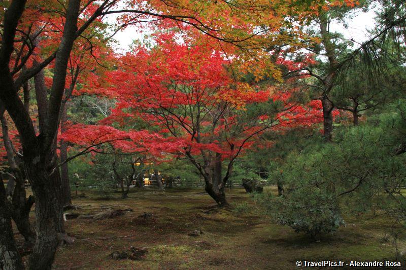 gal/Voyages/Japan/Kyoto_-_Pavillon_Dore/Kyoto_Golden_Pavilion_Temple55.jpg