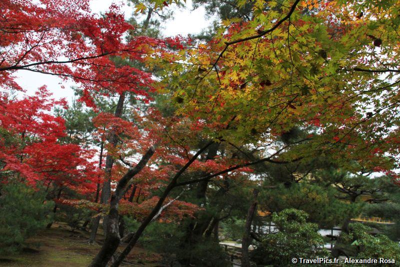 gal/Voyages/Japan/Kyoto_-_Pavillon_Dore/Kyoto_Golden_Pavilion_Temple64.jpg