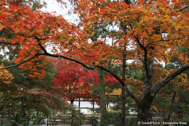 gal/Voyages/Japan/Kyoto_-_Pavillon_Dore/Kyoto_Golden_Pavilion_Temple66.jpg